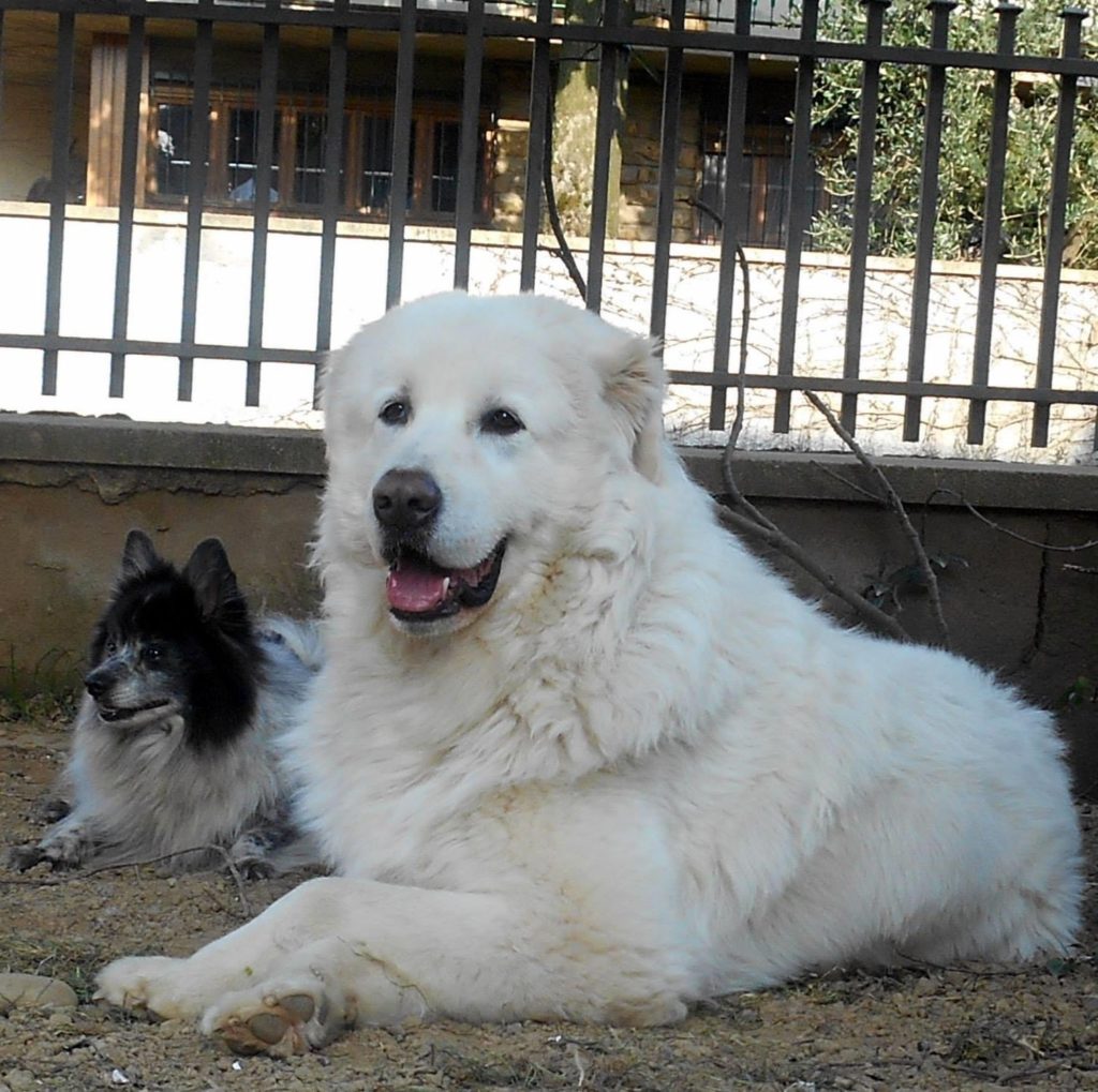 Brando e Otto